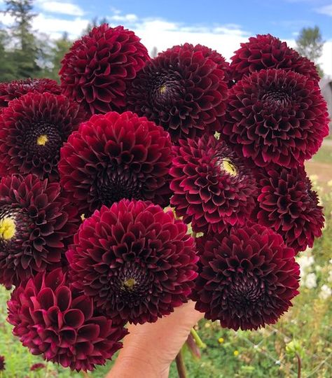 Dahlia Bridal Bouquet, Ball Dahlia, Long Vase, Dahlia Tubers, The Farmhouse, Dahlia Flower, Garden Borders, Flower Farm, All Flowers