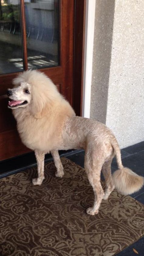 Awesome lion trim! Asian Fusion Standard Poodle, Teddy Haircut, Doodle Haircuts, Poodle Hairstyles, Dog Hairstyles, Toy Poodle Haircut, Hottest Hairstyles, Small Poodle, Poodle Hair