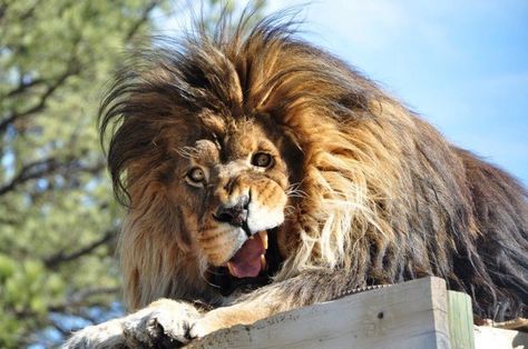 Contemplate the quiet nobility of the king of the jungle. | The 17 Most Majestic Things That Ever Existed Awkward Animals, Funny Lion, Real Animals, Regnul Animal, Animal Humor, Hilarious Stuff, Roi Lion, Lion Pictures, Lion Art