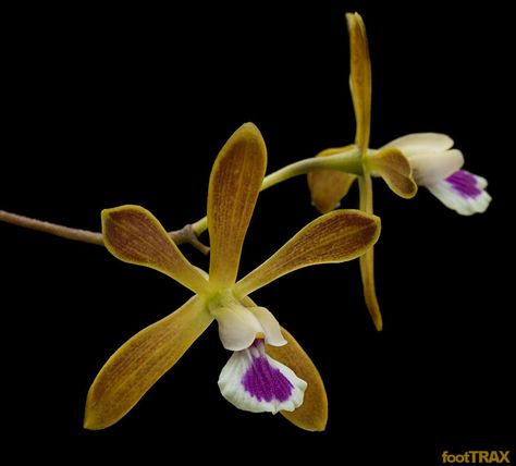 Florida Butterfly Orchid:  Encyclia tampensis Butterfly Orchid, Orchid Flowers, Down South, In The Wild, In Bloom, The Wild, House Plants, Orchids, Bucket List