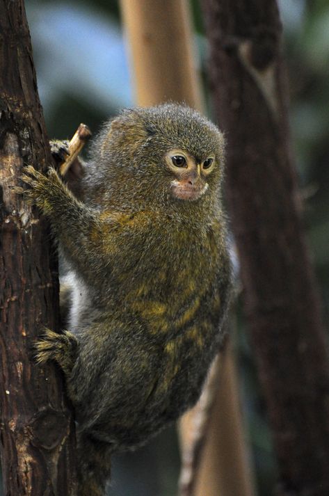 Pygmy Marmoset, Marmoset Monkey, American Animals, Lion Pictures, Interesting Animals, Big Animals, Cute Monkey, Silly Animals, Weird Animals