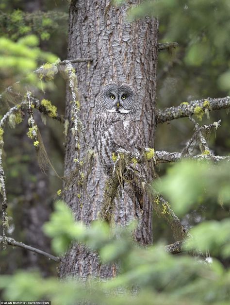 The Great Gray's feathers and coloring allow it to camouflage itself in the tree bark but ... Owl Photography, Great Grey Owl, Owl Photos, Owl Pictures, Gray Owl, Beautiful Owl, Airbrush Art, Owl Bird, Cute Owl