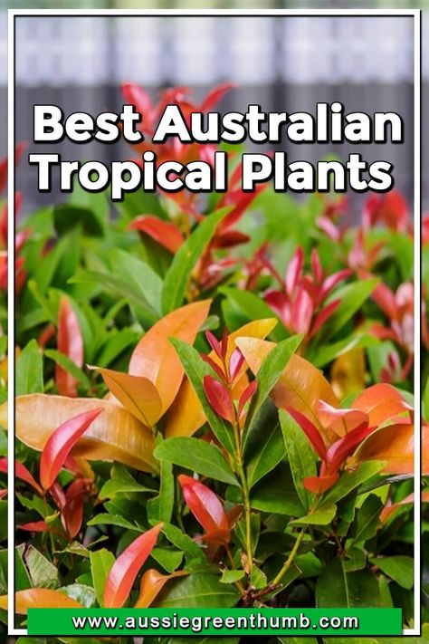 Best Australian Tropical Plants Tropical Garden Plants, Australian Natives, Australian Native Garden, Tropical Garden Design, Australian Garden, Australian Native Plants, Tropical Holiday, Coastal Gardens, How To Attract Birds