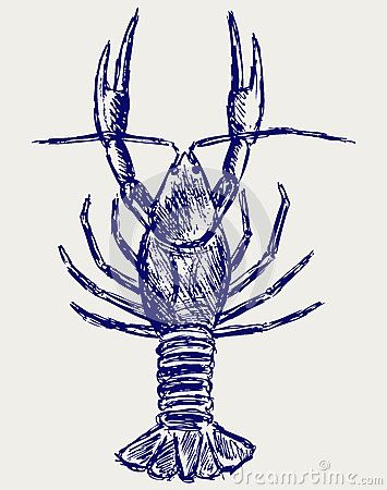 Crayfish Sketch Stock Photos, Images, & Pictures – (159 Images) Crayfish Drawing, Headphone Sketch, Curtains Vector, Cupcake Vector, Feather Vector, Traditional Sleeve, Cross Vector, Notebook Drawing, Horse Silhouette