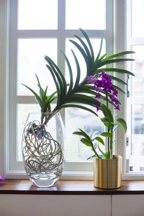 Jamie's Jungle: At Home with Houseplants in London - Gardenista Orchid Interior, Dendrobium Orchid, Orchid Plant Care, Vanda Orchids, Orchid Garden, Orchid Plant, Home Decor Apartment, Beautiful Orchids, Orchid Plants