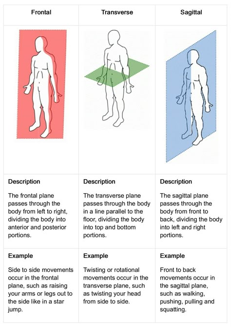 Biomechanics Study, Anatomy Basics, Medical Terminology Study, Human Muscle Anatomy, Reference Page, Medical School Life, Nursing School Motivation, Basic Anatomy And Physiology, Nurse Study Notes