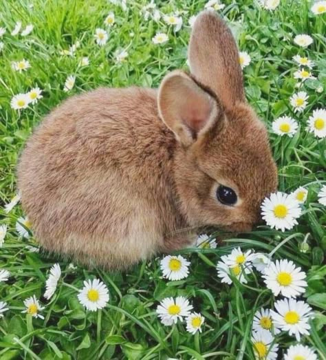 Cute Rabbit Photos, Dulce Core, Pictures Of Rabbits, Wild Bunnies, Wild Baby Rabbits, Bunny Photography, Bunny Icon, Cutecore Aesthetic, Bunny Pics