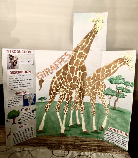 Giraffes painted and giving all information for 2nd graders. Animal Poster Board Project, Giraffe Project, Savannah Habitat Projects For Kids, Giraffe Habitat Project For Kids, Posterboard Projects For School, Zoo Animal Research Project, Savannah Ecosystem Project, Giraffe Lesson Plan Activities, Science Fair Poster