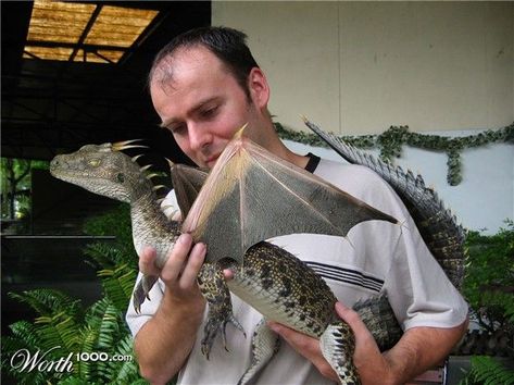 dragan in real life - Yahoo Search Results Yahoo India Image Search results Big Lizard, Pet Dragon, Fairy Dragon, Beautiful Dragon, Dragon Pictures, Fantasy Theme, Mother Of Dragons, Baby Dragon, Weird Creatures