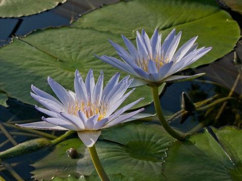 nour 𝜗𝜚 on X: "egypt’s national flower save me…save me…. https://t.co/O0vxU7pBxz" / X Nymphaea Lotus, Blue Water Lily, Drawing Scenery, Lotus Plant, Reference Photos For Artists, Blue Lotus Flower, Sacred Plant, Plant Science, Magnolia Trees