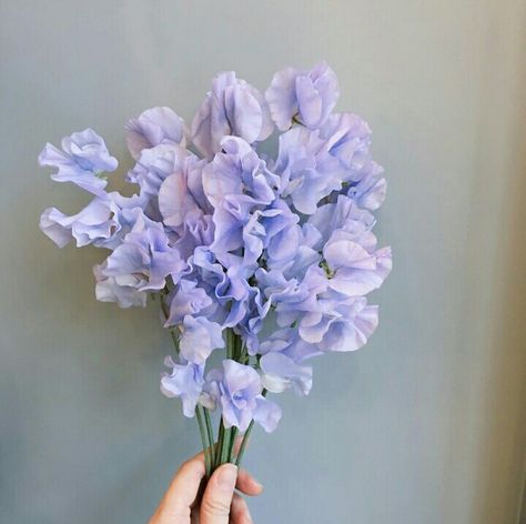 Lavender Sweet Pea, Sweet Pea Bouquet, Simple Wedding Bouquets, Light Purple Flowers, Sweet Pea Flowers, Pea Flower, Flowers Bouquet Gift, Nothing But Flowers, Flower Therapy