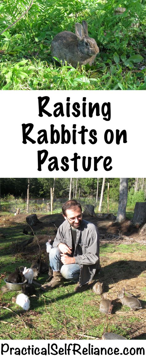 Raising Rabbits on Pasture Raising Rabbits For Meat, Pet Rabbit Care, Rabbit Farm, Meat Rabbits, Raising Farm Animals, Raising Rabbits, Rabbit Care, Building A Chicken Coop, Guinea Pig Cage