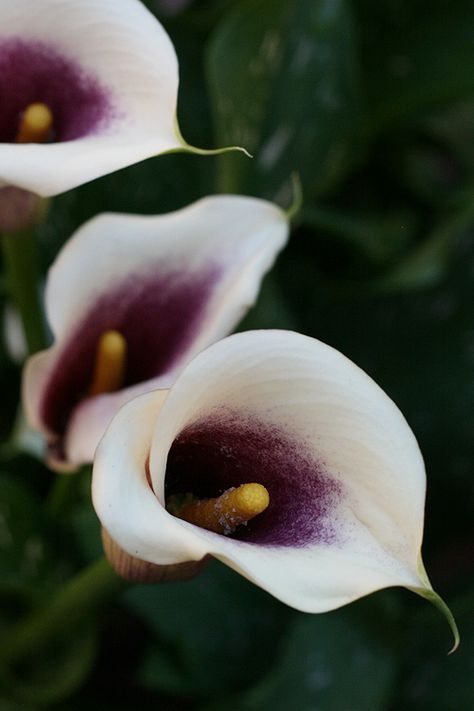 https://flic.kr/p/8uvziR | Picasso, Calla Lillies | in the garden. Picasso Calla Lily, Fantastic Flowers, Flower Varieties, Flower Identification, Flower Purple, Calla Lilies, Side Yard, Flower Ideas, Wedding Inspirations