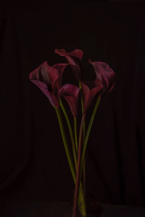 Calla Lilies on Behance Calla Lillie’s, Dark Calla Lily, Calla Lily Aesthetic, Calla Lily Wallpaper, Calls Lily, Red Calla Lily, Purple Calla Lily, Black Calla Lily, Purple Calla Lilies