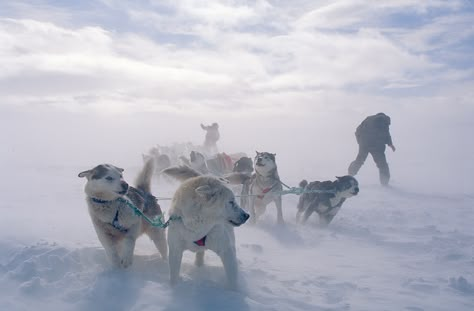 Husky sleigh ride, © Bjrn Klauer - Nordnorge Northern Norway, Tromso, Film Inspiration, Sleigh Ride, Dog Sledding, Husky Dogs, The Northern Lights, Sled, Whales