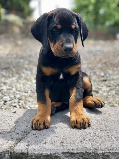 Doberman pincher puppy Black and Tan Black And Tan Doberman, Puppy Black, Ppg And Rrb, Reference Pics, Doberman, Black And Tan, Dog Breeds, Puppies, Dogs