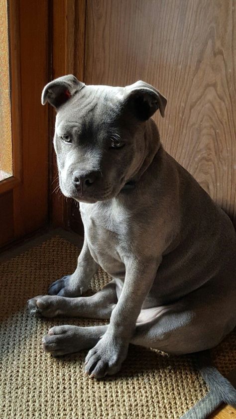 Staffy Bull Terrier, Staffy Dog, Pit Bull Puppies, Bully Dog, American Pit Bull Terrier, Rottweiler Puppies, Best Dog Breeds, Pitbull Puppies, Bull Terrier Dog