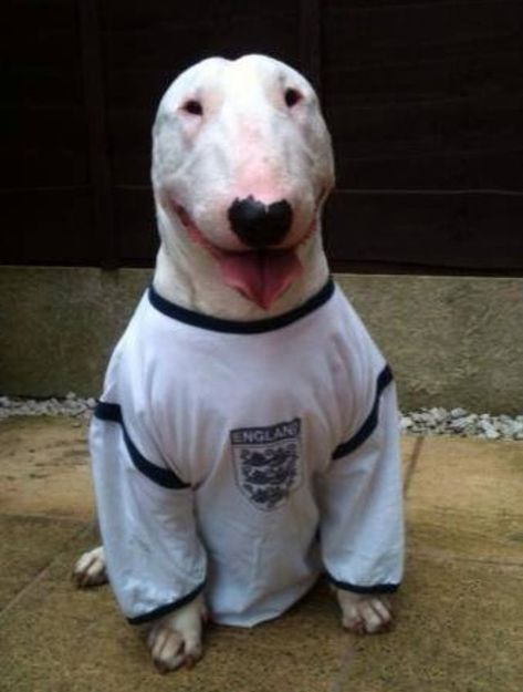 Bull Terrier Funny, Noxus League Of Legends, Mini Bull Terriers, Goofy Dog, English Bull Terriers, Silly Dogs, Bull Terriers, Apparel Brand, English Bull