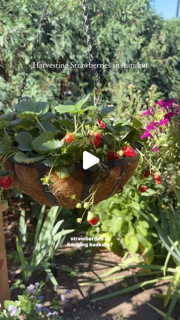 Better Homes & Gardens on Instagram: "This is your sign to grow strawberries in hanging baskets next summer, and to harvest the last of your produce before frost, like Sandra in our Test Garden 🍓❄️

Gardening tips for the sweetest strawberries are at our link in bio!" Strawberries In Hanging Baskets, Strawberry Hanging Basket, Grow Strawberries, Growing Strawberries, Hanging Basket, Better Homes And Gardens, Hanging Baskets, Better Homes, Gardening Tips