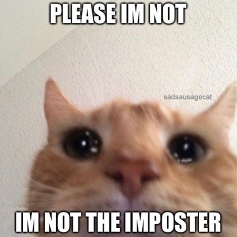 Cat Meme, Cat Memes, Homework, Insurance, Orange, Memes