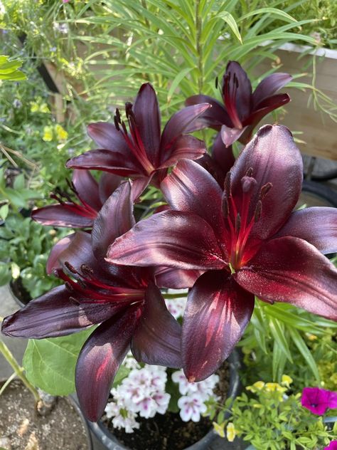 Asiatic Lily, Trumpet Lily, Night Rider, Asiatic Lilies, Black Garden, Sleeves Ideas, 1st Night, Pattern Tattoo, Black Flowers