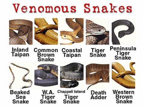 Taipan Snake, Adder Snake, Inland Taipan, Spiders And Snakes, Poisonous Snakes, Free Energy Projects, Snake Bite, Snake Venom, Australian Garden