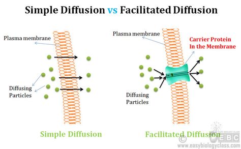 Difference Simple and Facilitated Diffusion Simple Diffusion Biology, Facilitated Diffusion Biology, Dna Diagram, Cell Membrane Transport, Membrane Transport, Cell Biology Notes, Science Flashcards, Facilitated Diffusion, Tissue Biology