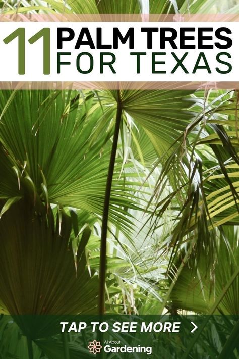 Texas Tropical Landscaping, Texas Heat Tolerant Plants, Texas Tropical Landscaping Ideas, Texas Palm Trees, Texas Xeriscape, Pool Palm Trees, Texas Trees Drought Tolerant, Palm Trees For Sale, Travelers Palm Landscape