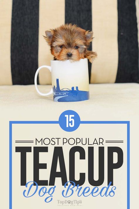 Yea Cup Puppies, Cute Tiny Dogs Tea Cups, Mini Teacup Puppies, Mini Dogs Breeds, Teacup Dogs For Sale, Teacup Puppy Breeds, Smallest Dog Breeds, Best Family Dog Breeds, Tea Cup Puppies