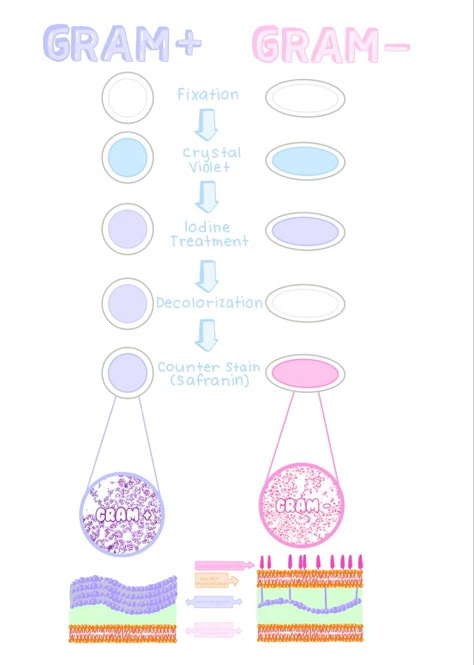 Bacteria Notes Aesthetic, Microbiology Study Note, Microbiology Aesthetic Notes, Medical Technologist Aesthetic, Microbiology Study Cheat Sheets, Physician Assistant Aesthetic, Genetics Aesthetic, Microbiology Aesthetic, Microbiology Notes