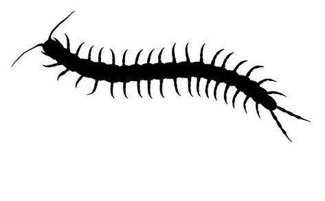 Centipede Stencil, Small Centipede Tattoo, Bug Stencil, Centipede Drawing, Airbrush Clothes, Centipede Tattoo, Arm Tats, Clever Tattoos, Traditional Tattoo Design