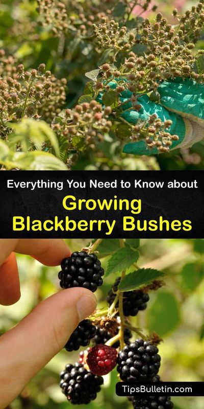 Planting Blackberries, Blackberry Trellis, Raspberry Bushes, Blackberry Bushes, Elderberry Tree, Blackberry Patch, Thornless Blackberries, Blueberry Gardening, Underground Greenhouse