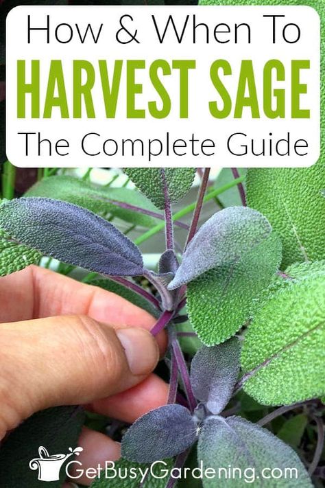 Harvesting Sage, Growing Herbs At Home, Preserve Fresh Herbs, Dry Sage, Growing Sage, Garden Sage, Sage Plant, Pineapple Sage, Fresh Sage