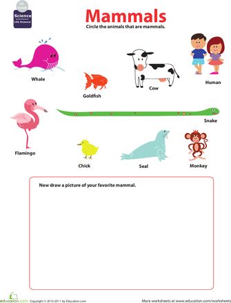 Worksheets: Mammals for Kids Mammals Worksheet, Mammals Activities, Prehistoric Mammals, Kindergarten Assessment, Kids Worksheet, Animal Life Cycles, 1st Grade Science, Primary Science, First Grade Activities