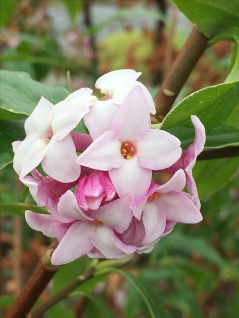 Daphne bhloua 'Jaqueline Postill' Daphne Flower, Pretty Flowers, Blossom, Floral, Flowers, Plants