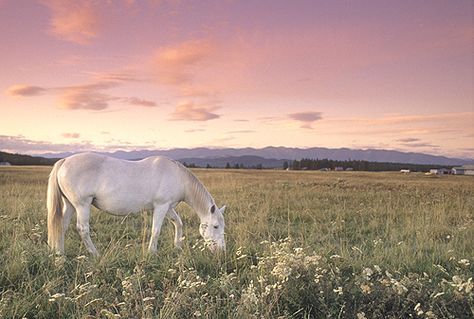 Caroline + Core + Aesthetic, Horses In A Field, Horse In Field Painting, Horses In Forest, Horse In Forest Aesthetic, Horse In Flower Field, Wild Horses Running, Horse In Field, Horse Wallpaper