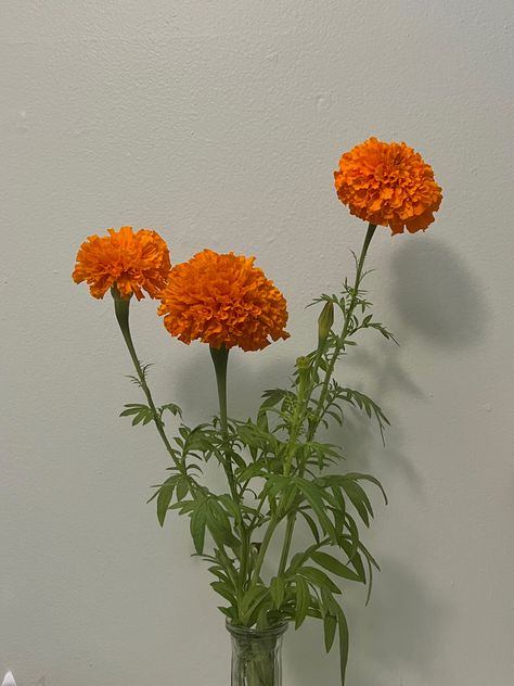 Marigold Aesthetic, Flowers Marigold, House Jungle, Jewerly Art, Art Vibe, Flower Types, Reference Ideas, Flower Close Up, Floral Aesthetic