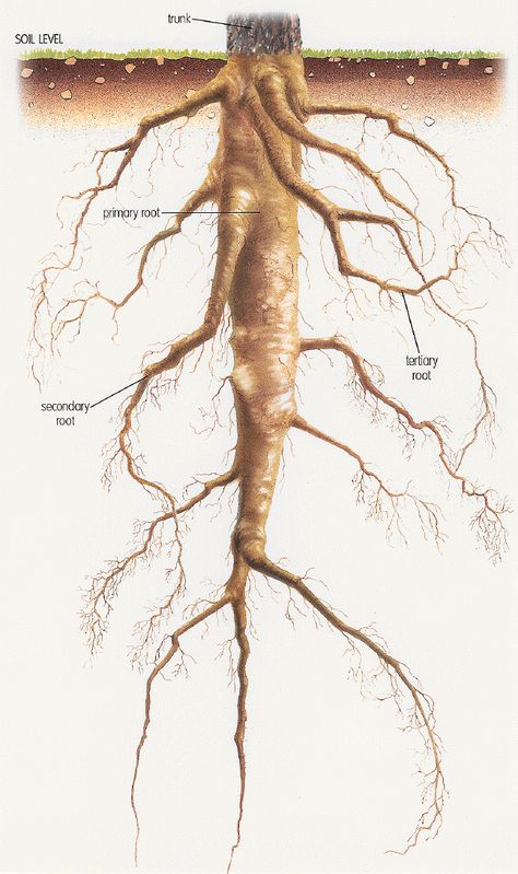 Tap root Natural Resources Anchor Chart, Dicotyledonous Plants, Fluid Drawing, Tree Leaf Identification, Biology Plants, Leaf Identification, Ipad Notes, Wallpaper Boho, Diy Crafts Love