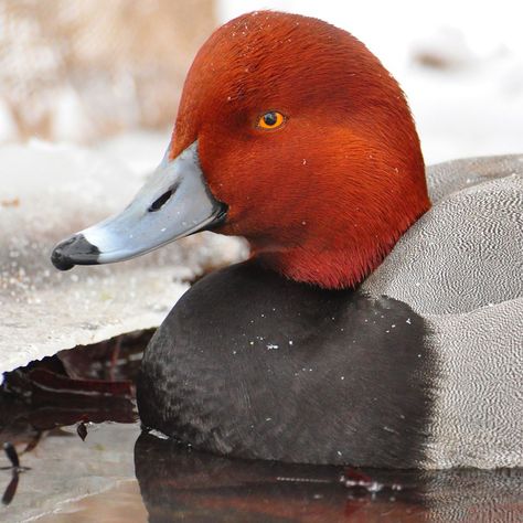 Waterfowl Photography, Redhead Male, Duck Paintings, Duck Pics, Duck Mounts, Redhead Duck, Trains Photography, Waterfowl Taxidermy, Duck Mount