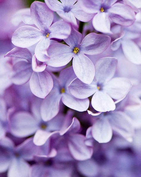 The fragrant and delicate lilac is a spring bloomer (though it's still around in early summer) that's known for its distinctive light purple color. #gardening #gardenideas #garden #perennialtips #perennialflowers #perennialgarden Popular Plants, Light Purple Wallpaper, Flowering Perennials, Violet Aesthetic, Purple Vibe, Lavender Aesthetic, Popular Flowers, Purple Wallpaper Iphone, Peonies Garden