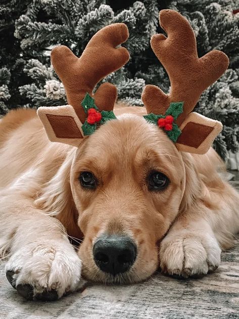 Cutest reindeer EVER - 9GAG Cat Matching Pfp Christmas, Peach And Goma Cat, Christmas Cat Pfp, Cat Matching Pfp, Pfp Christmas, Pfp Drawing, Peach And Goma, Dog Christmas Photos, Dog Christmas Pictures