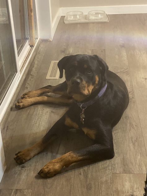 Female one year old Rottweiler Rottweiler Female, Rottweiler Breeders, Rottweiler Puppies For Sale, Rottweiler Full Grown, Rottweiler Aggressive, Rottweiler Puppy, Rottweiler Dog Angry, Puppies For Sale Near Me, Big Yard