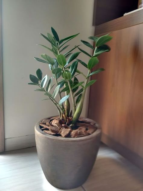 Plantas Zamioculcas para Decorar a Casa | Como fazer em casa Pothos Plant Decor, Indore Plants, Plantas Interior, نباتات منزلية, Household Plants, Plant Decor Indoor, Office Plants, House Plants Decor, Plants Decor