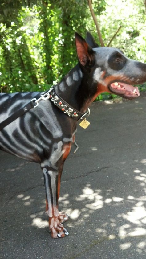 It`s Halloween soon and we should get ready for it!😋 Do you want your Doberman to be the best? Here are some good ideas for Halloween costume!💕😉 Doberman Halloween Costumes, Doberman Skeleton, Doberman Costumes, Halloween Doberman, Doberman Halloween, Doberman Colors, Amazing Halloween Costumes, Creative Grooming, Doberman Love