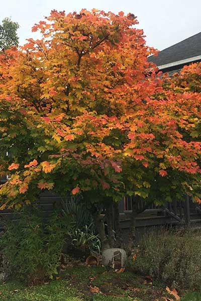 Vine Maple 'Burgundy Jewel' Vine Maple, Dog Friendly Garden, Lawn Alternatives, Native Plant Gardening, Garden Compost, Dry Plants, Wildlife Gardening, Rain Garden, Native Garden