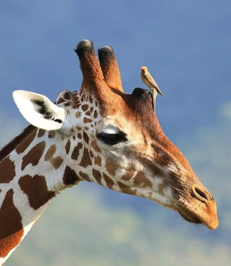 Giraffe Photos Photography, Giraffe Reference Photos, Giraffe Reference, African Animals Photography, Giraffe Photography, Giraffe Face, Giraffe Images, Giraffe Photos, Giraffe Pictures