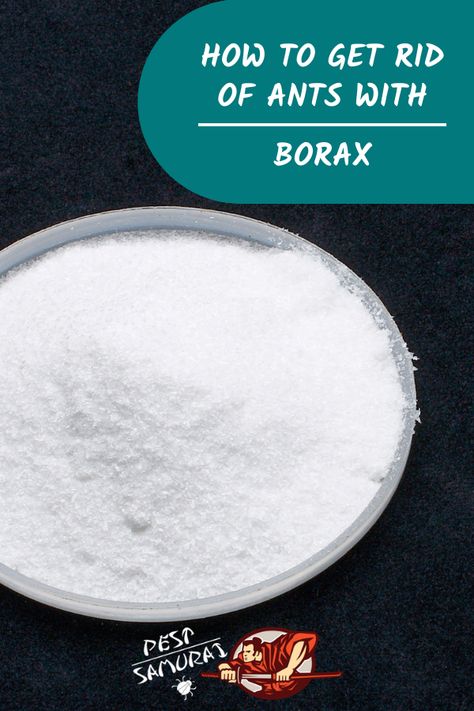 Borax for ants is one of the best ways to kill ants, so in this article, find out how does borax kill ants, how long it takes for borax to kill ants, and some information about borax vs boric acid. Also, read how to get rid of ants with borax and sugar and find out the best borax ant killers and homemade borax ant killer recipes. #ants #getridofants #removeants #pestcontrol Borax Ant Killer Recipe, Borax Ant Poison Recipe, Borax Ants, Ant Killer Borax, Borax To Kill Ants, Borax Ant Killer, Ants Repellent Diy, Borax For Ants, Kill Carpenter Ants