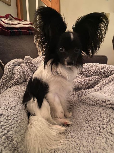 Papillon Puppies For Sale, Papillion Puppies, Pomeranian Chihuahua Mix, Papillon Dog Puppy, Papillon Mix, Papillon Puppy, Cute Small Dogs, Beautiful Dog Breeds, Papillon Dog