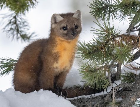 American Marten Pine Marten Fursona, Martens Animal, Pine Martens, Martin Animal, Pine Martin, American Marten, Pine Marten, Egyptian Mau, Cat Species