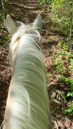 Horse Video, Mountain Streams, Ride Horse, Horse Riding Aesthetic, Foto Cowgirl, Racing Thoughts, Flipagram Instagram, Wake Up Refreshed, Release Tension